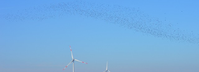 Zwerm vogels windmolens.jpg